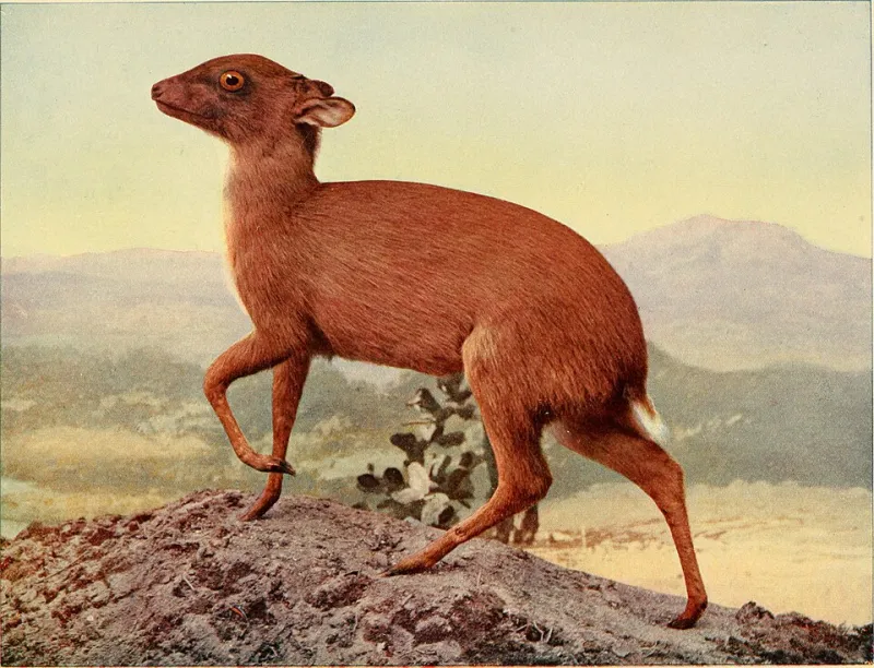Preserved With Care: The Queer Taxidermists Turning Mortality Into Something Tender